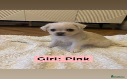 Mixed Breed dogs for sale: Beautiful Pug × Bichon Frise Puppies – Ready 08/12 - Advert 6