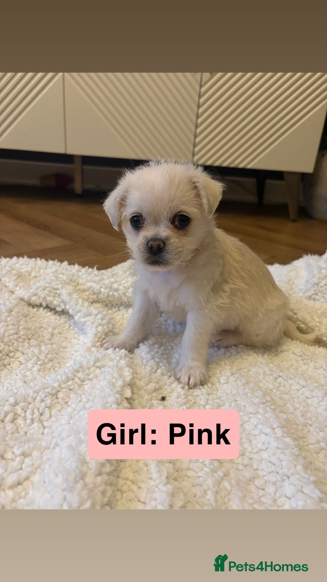 Mixed Breed dogs for sale: Beautiful Pug × Bichon Frise Puppies – Ready 08/12 - Advert 6
