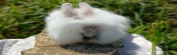 Lionhead rabbits for sale: Stunning DM lionhead baby rabbits - Advert 11