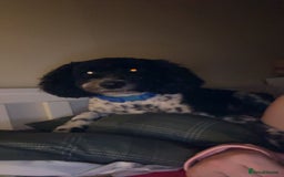 Poochon dogs for sale: Jake poochon - Image 2