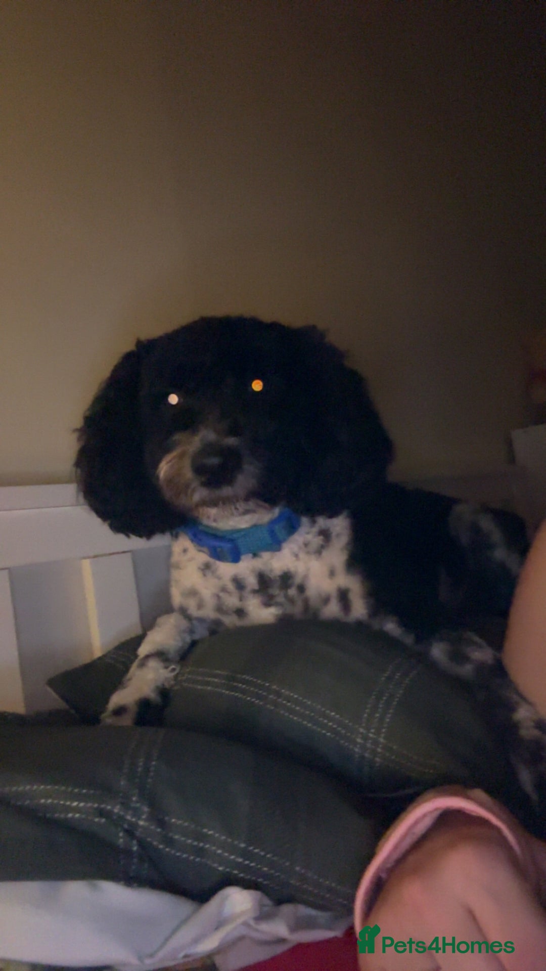 Poochon dogs for sale: Jake poochon - Image 2