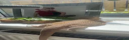 Bearded Dragon reptiles for sale: Female bearded dragon  in Cleckheaton - Advert 1