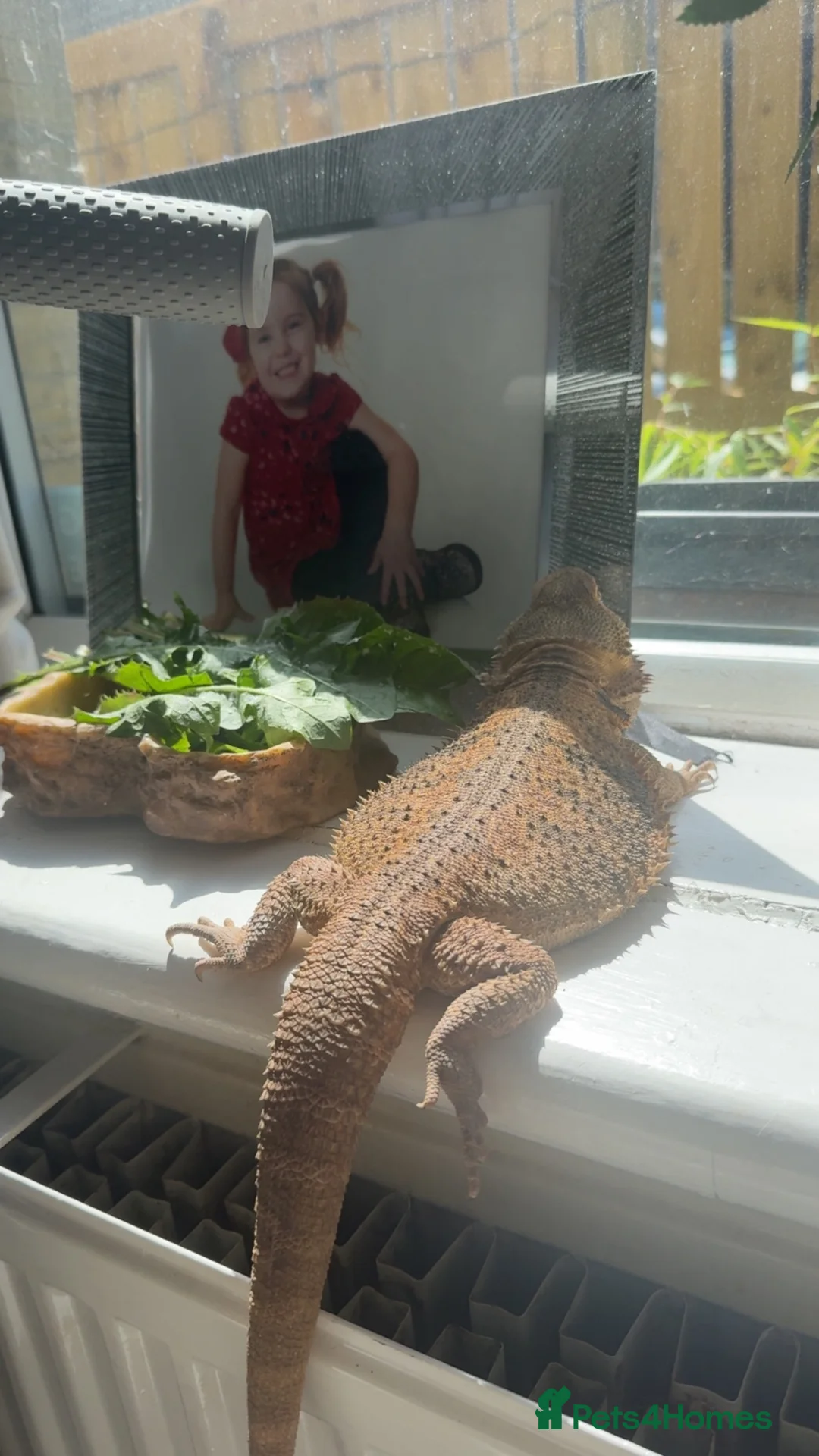 Bearded Dragon reptiles for sale: Female bearded dragon  in Cleckheaton - Advert 1