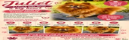 Pomeranian dogs for adoption: Juliet – Female Pomeranian (Young Rescue) - Advert 2