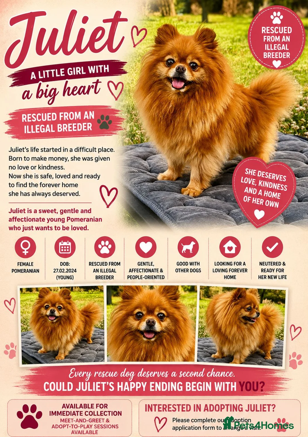 Pomeranian dogs for adoption: Juliet – Female Pomeranian (Young Rescue) - Advert 2