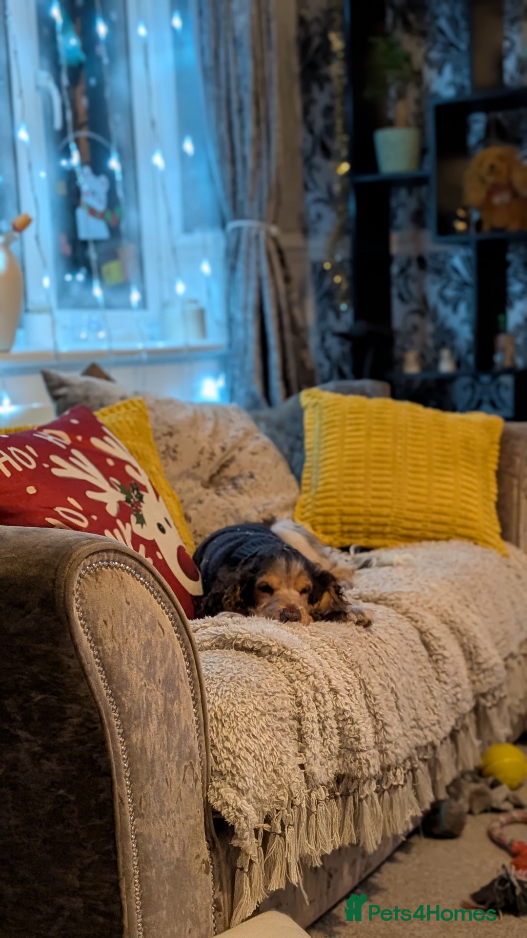 Cocker Spaniel dogs for sale: 6 months old Show Type Cocker Spaniel - Advert 3