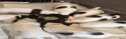 English Springer Spaniel dogs for sale: KC Working ESS puppies Ready to be rehomed now - Advert 8
