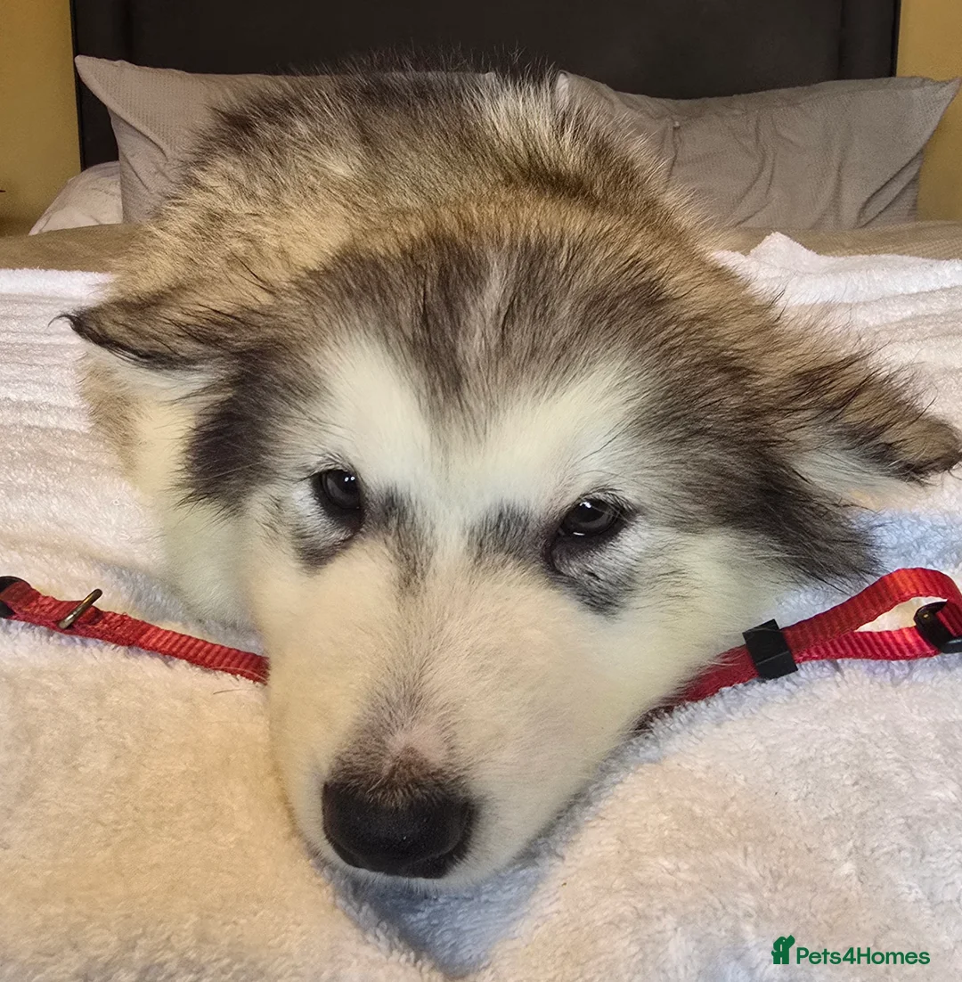 Alaskan Malamute dogs for sale: Pure Alaskan Malamute - Advert 2