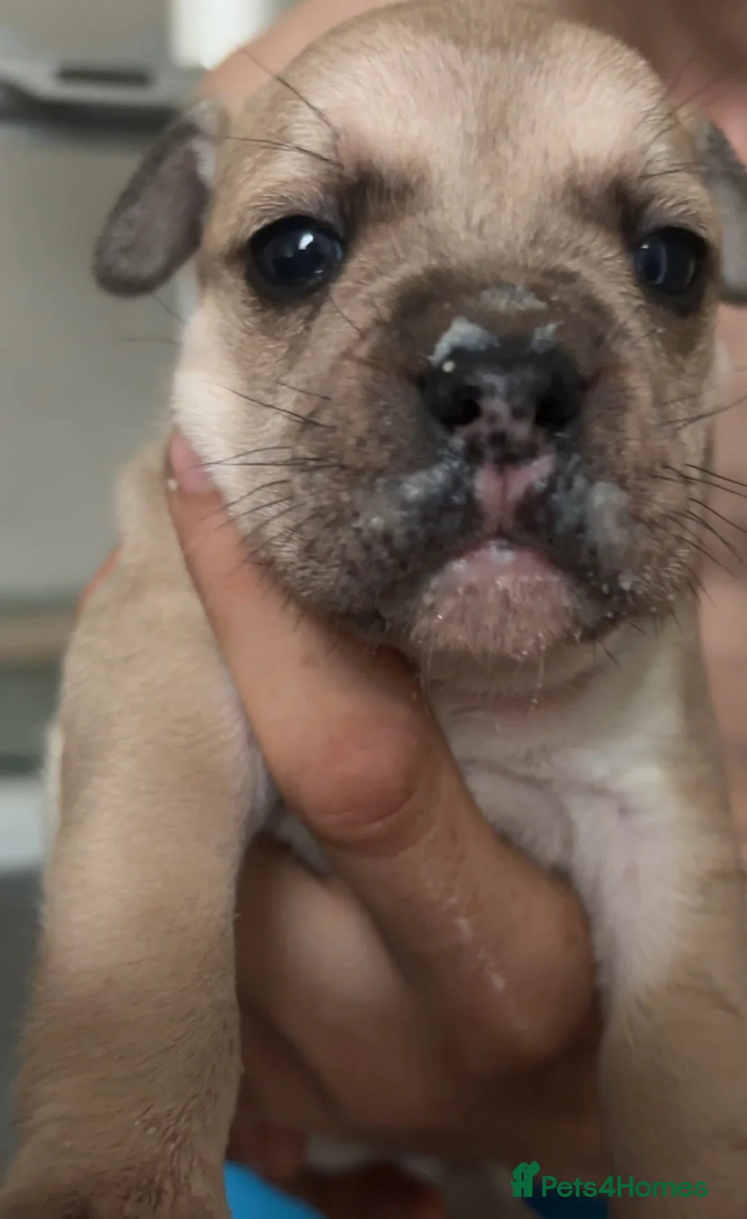 Mixed Breed dogs for sale: First generation micro bully’s. in Barrow-in-Furness - Advert 2