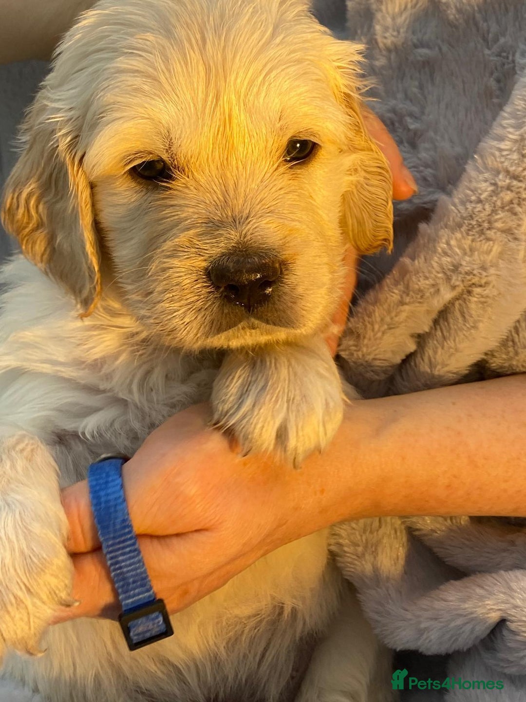 Golden Retriever dogs for sale: Outstanding Golden Retriever Puppies - Image 13