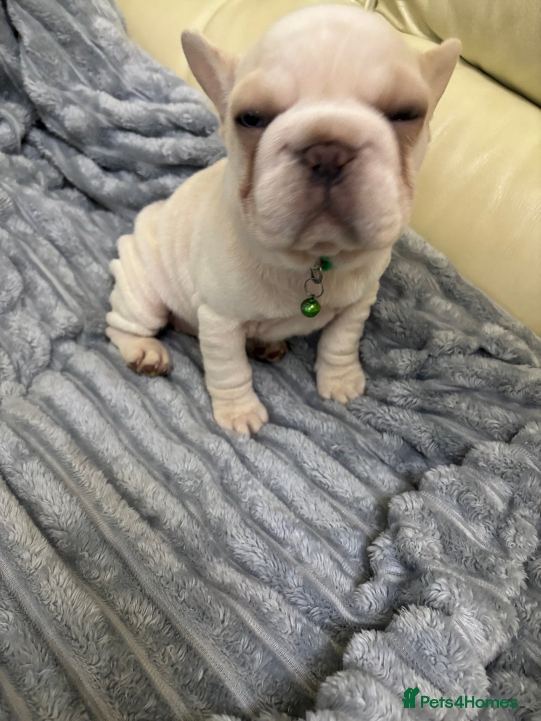 French Bulldog dogs for sale: Female French bulldog  - Advert 7
