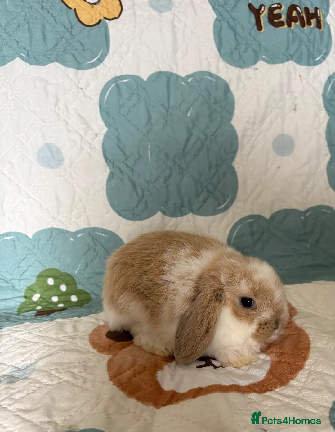 Mini Lop rabbits for sale: Baby Mini Lops Ready 17/09 - Advert 3