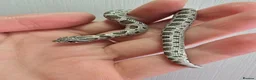 Snake reptiles for sale: CB 26 Western hognose babies ready for homes - Advert 5