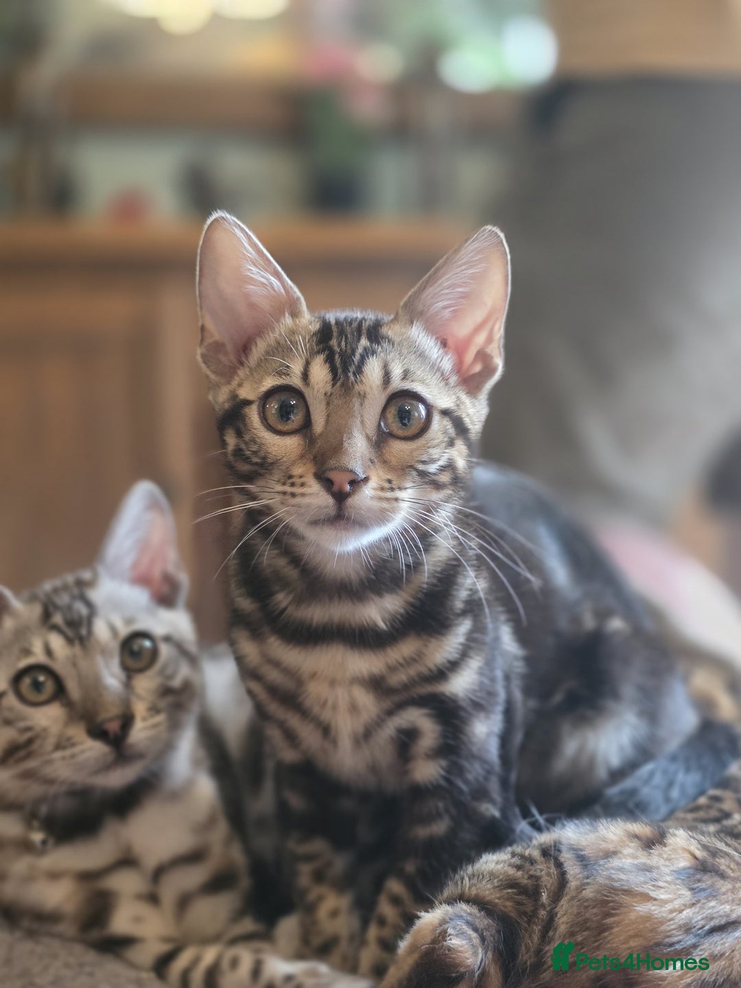 Bengal cats for sale: Beautiful Bengal Kittens Ready for Forever Homes - Image 10