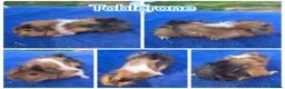 Guinea Pig rodents for sale: Baby Funky and Teddy type Boy Guinea Pigs - Advert 6