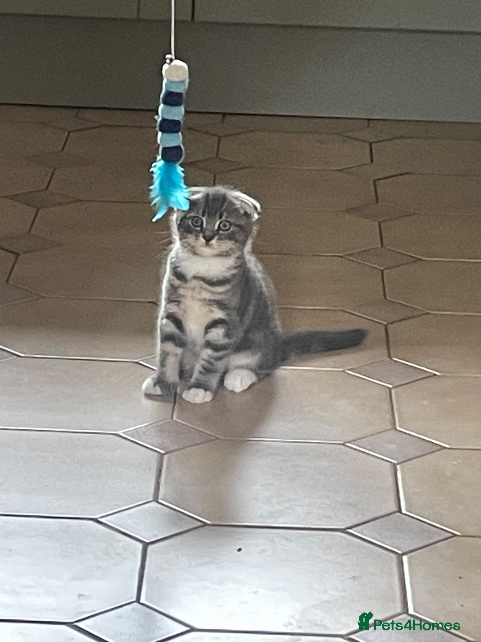 Scottish Fold cats 💙Scottish Fold boy💙 Ready soon!! - Advert 1