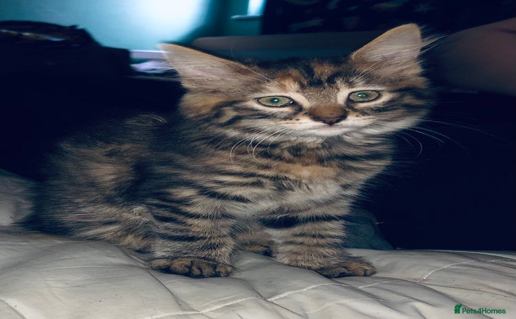 Mixed Breed cats - Advert 5