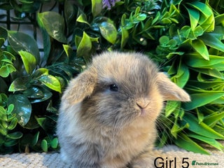 Mini Lop rabbits ⭐️ mini lops ⭐️ ready to reserve - Advert 3