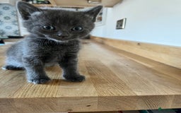 Mixed Breed cats for sale: Little black female kittens!  - Image 4
