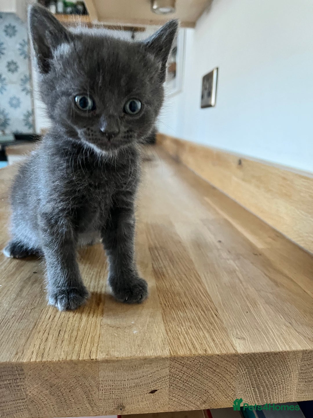 Mixed Breed cats for sale: Little black female kittens!  - Image 4