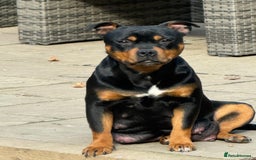 Staffordshire Bull Terrier dogs for sale: Beautiful Staffordshire Bull Terrier Boys ✨ - Image 2