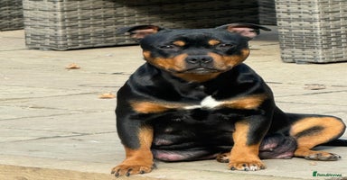 Staffordshire Bull Terrier dogs - Advert 2
