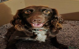 Cocker Spaniel dogs for sale: Working Cocker Spaniels - Image 4