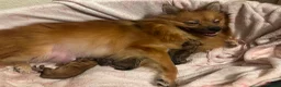 Pomeranian dogs for sale: Boy Pomeranian Puppy  - Advert 3