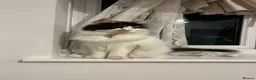 Persian cats for sale: Beautiful Calico Persian, female  in Northolt - Advert 4