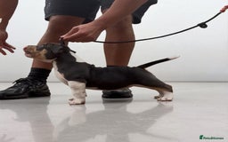 American Bully dogs for sale: Champion Bloodline American Pocket Bully Puppies - Image 35