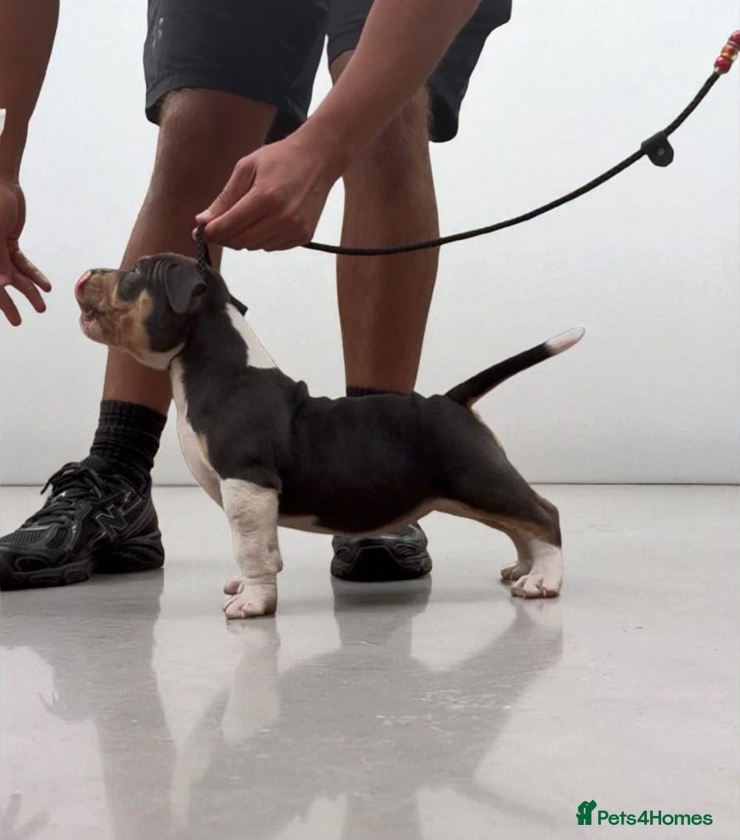 American Bully dogs for sale: Champion Bloodline American Pocket Bully Puppies - Image 35