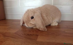 Mini Lop rabbits for sale: Mini Lop x French Lop Bunnies - Image 1