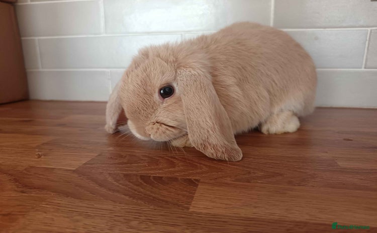 Mini Lop rabbits - Advert 2