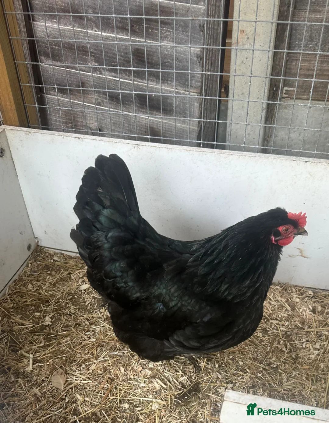 Chickens poultry for sale: Chickens and chicks read description - Advert 21