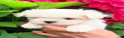 Maltese dogs for sale: Beautiful Mini Maltese Puppy - Korean Bloodlines - Advert 8
