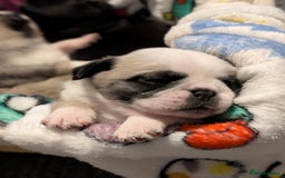 Pug dogs for sale: Pug Puppies - Image 33