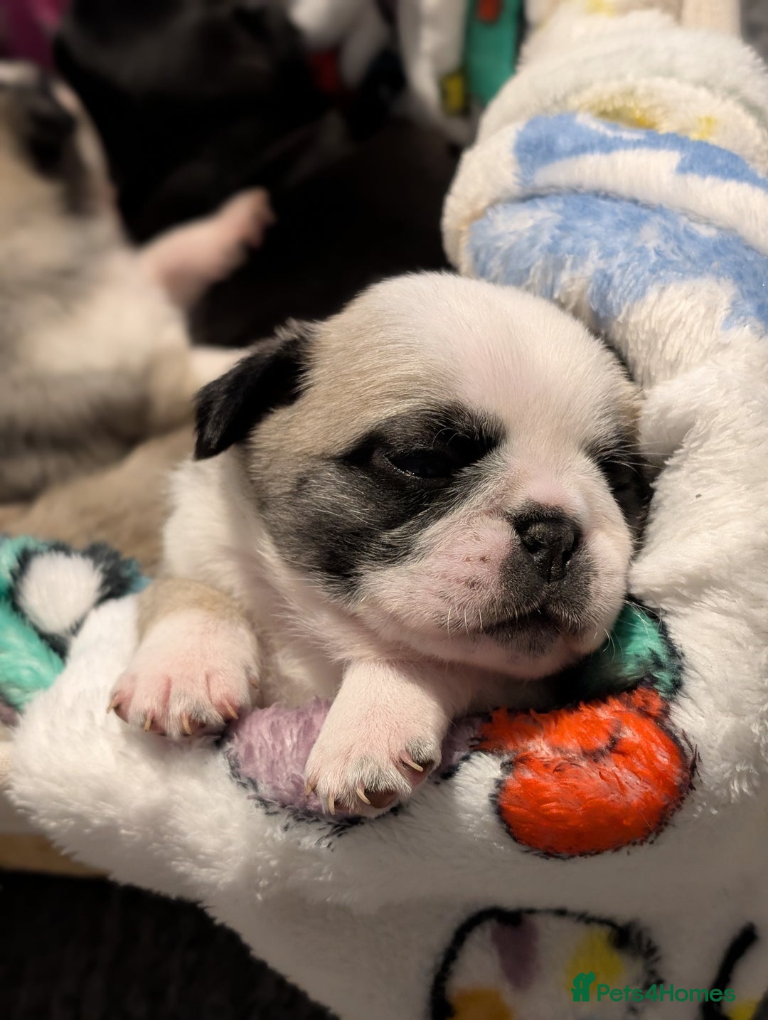 Pug dogs for sale: Pug Puppies - Image 33