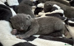 Mixed Breed cats for sale: Regular kittens - Image 14