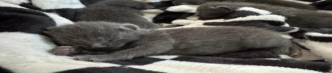 Mixed Breed Kitten 2