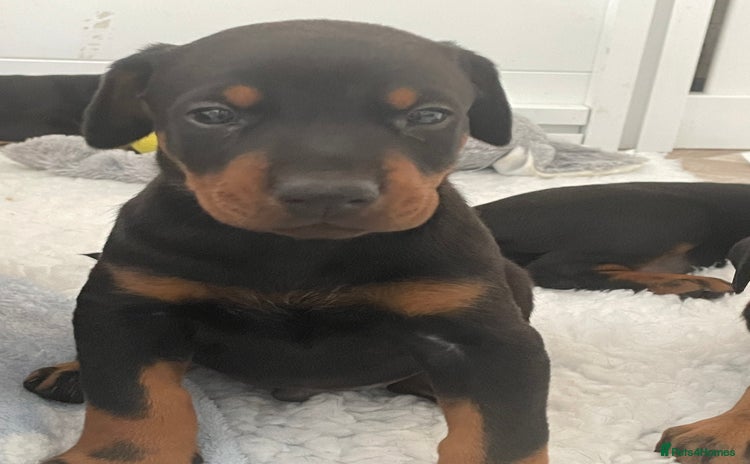 Dobermann dogs - Advert 1
