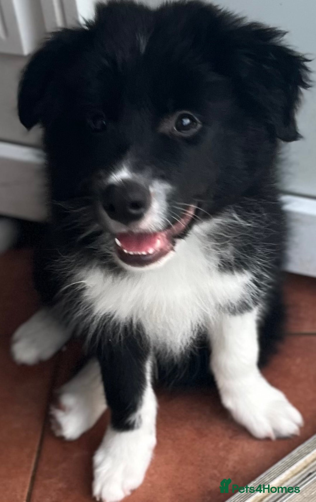 Border Collie dogs for sale: Border Collie puppies looking their 5 ⭐️ home - Image 4