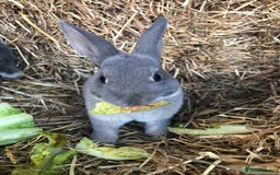 Rex rabbits for sale: Beautiful Pure Breed Velvet Mini Rex babies 🐰  - Image 12