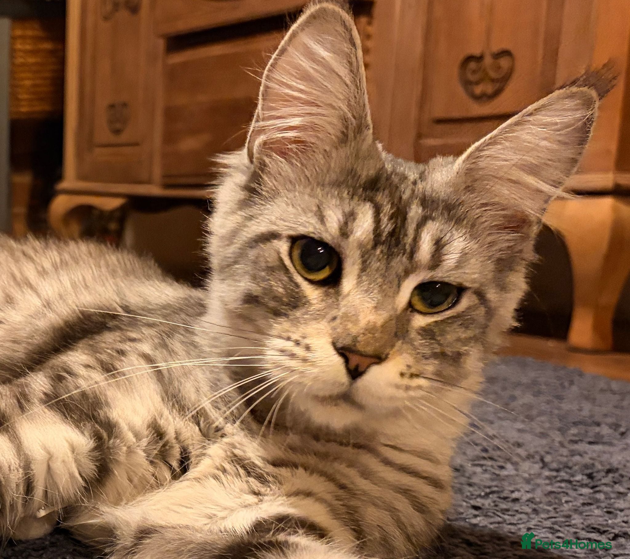 Maine Coon cats Gentle and Loving Maine Coon Silver Tabby Female - Advert 18