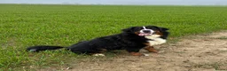 Bernese Mountain Dog dogs for sale: Buzz - Male Bernese Mountain Dog 20 months in Market Harborough - Advert 11