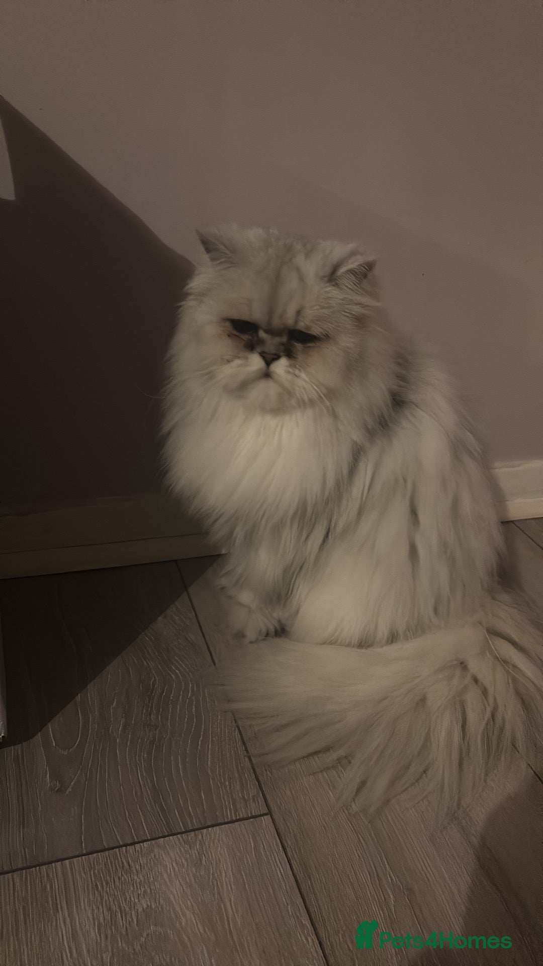 Persian cats for sale: Persian kitten for sale - Advert 8
