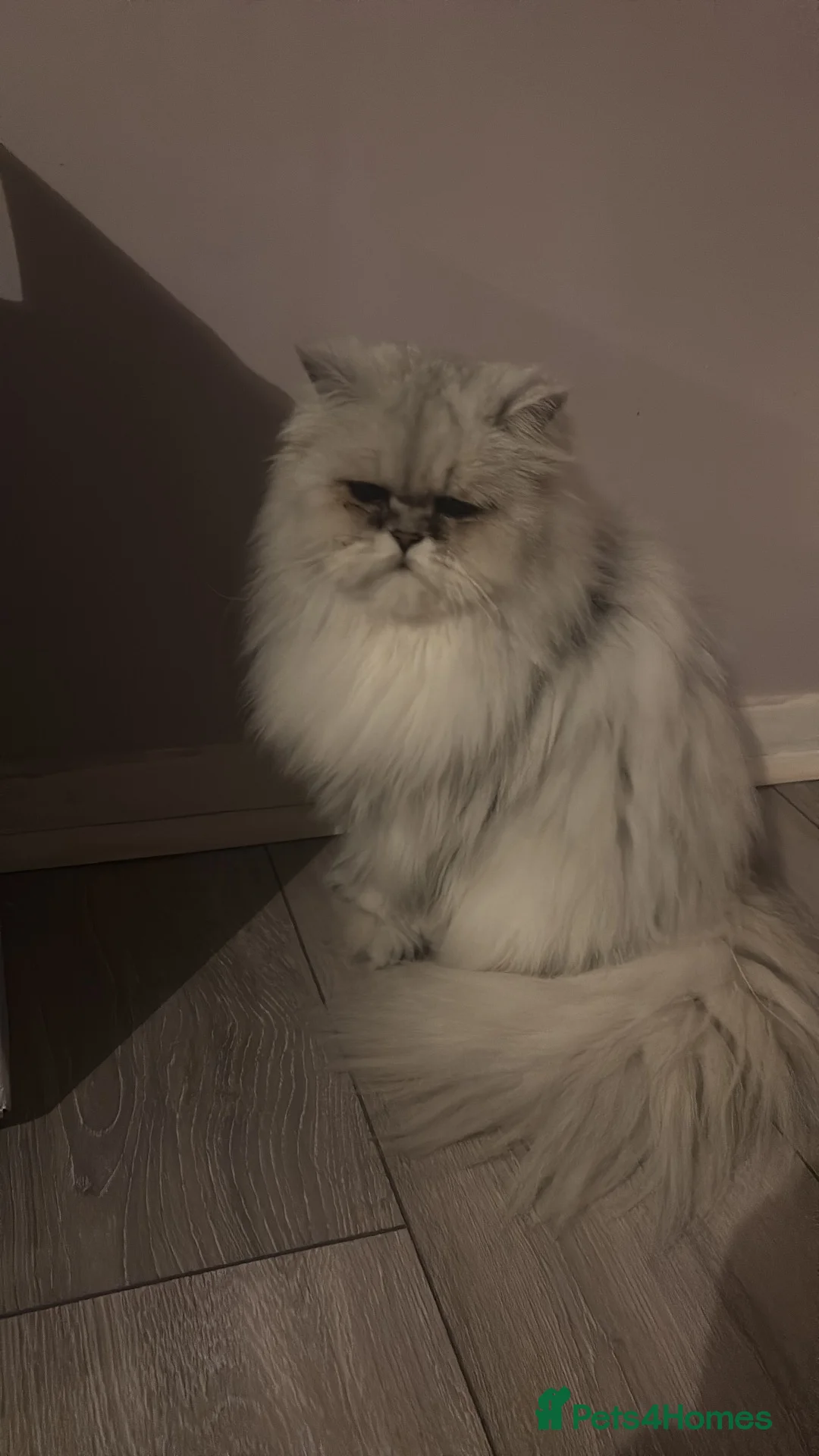 Persian cats for sale: Persian kitten for sale - Advert 1