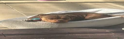 American Bully dogs for sale: Chocolate tri pocket bully female. - Advert 4