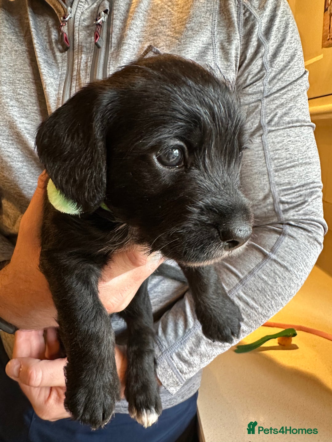 Mixed Breed dogs for sale: SpanielX x Jack Russell - Advert 10