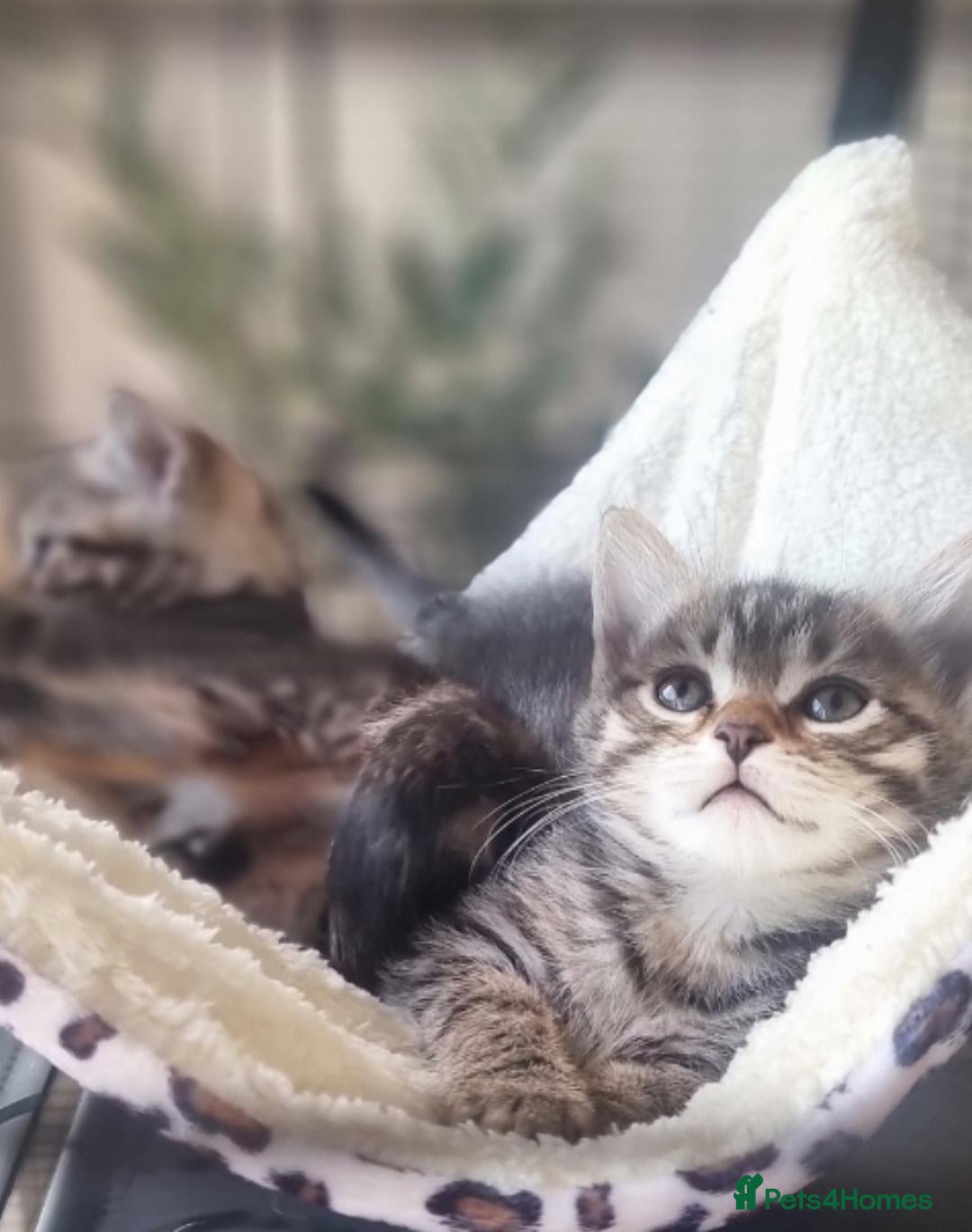 Maine Coon cats Mainecoon x bengal kittens READY NOW  - Advert 1