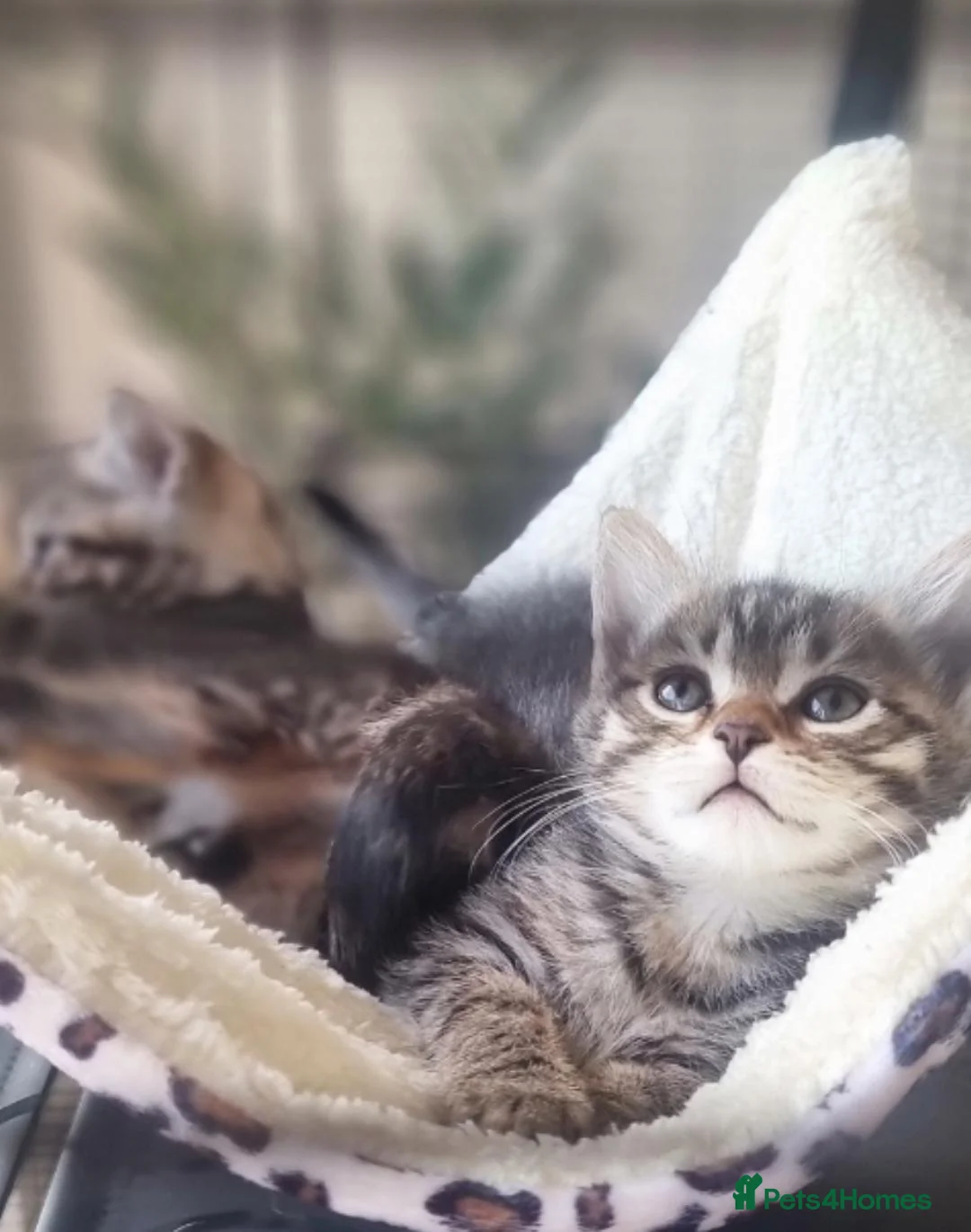 Maine Coon cats for sale: Mainecoon x bengal kittens READY NOW  - Advert 1